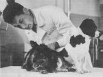 Уголек и Ветерок - космические собаки Уголек и Ветерок - космические собаки
